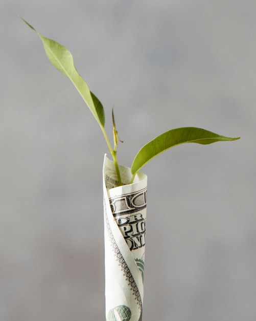 Front view of banknote wrapped around plant