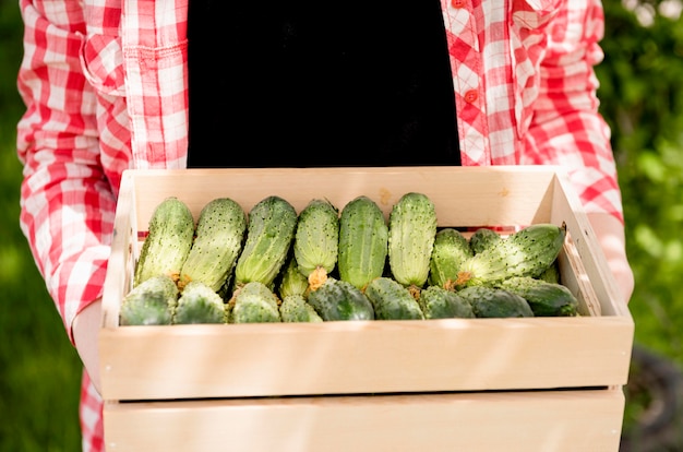 Front view basket filled with cucumbers