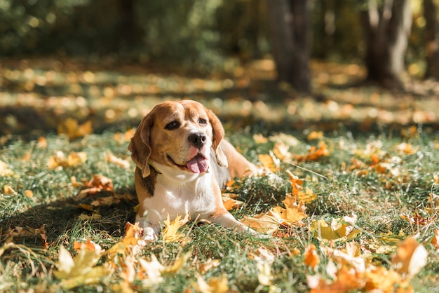 Front view of beagle dog lying on grass with sticking out tongue