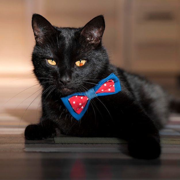 Front view of beautiful black cat with bow tie