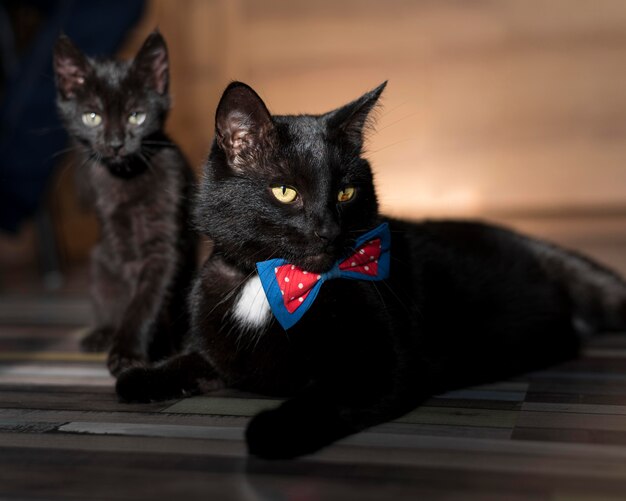 Front view of beautiful black cat with bow tie