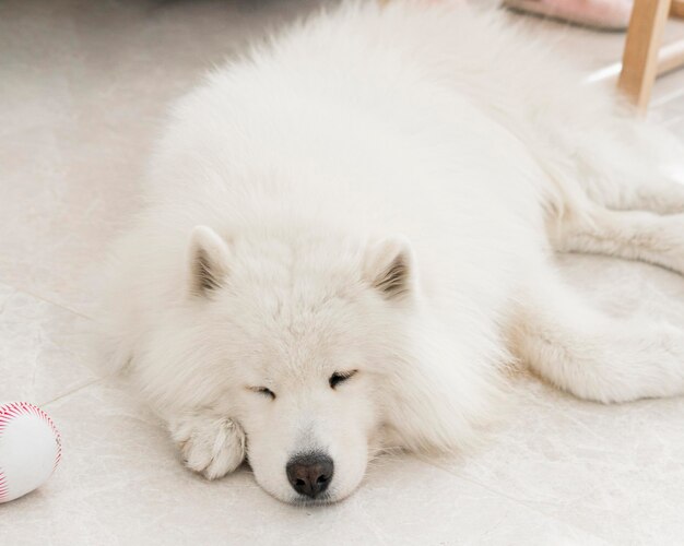 美しい素敵な犬の正面図