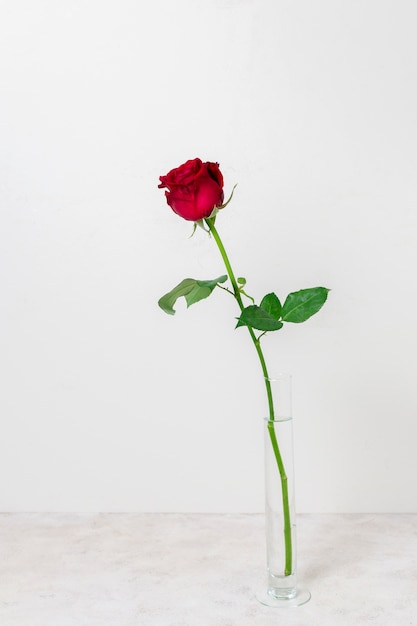 Вид спереди красивая красная роза