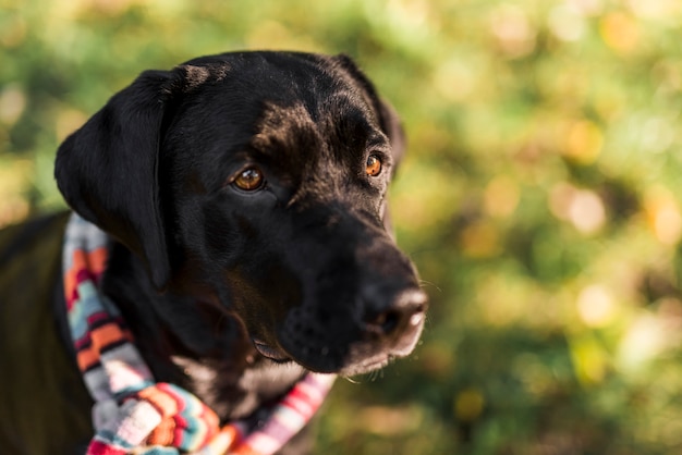 Front view of black labrador wearing multicolored scarf