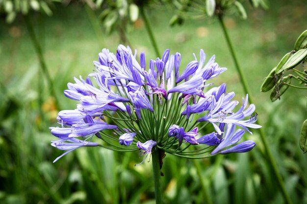 背景をぼかした写真を正面から見た青い熱帯の花