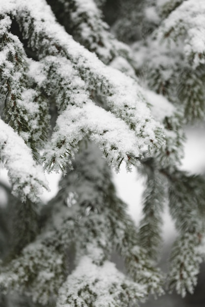 Вид спереди ветка сосны со снегом