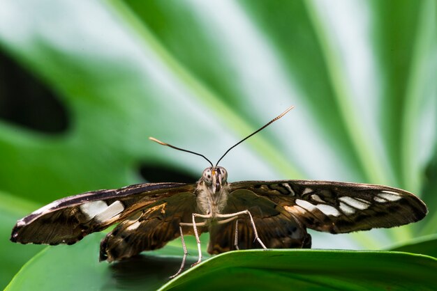 Front view butterfly with blurry background