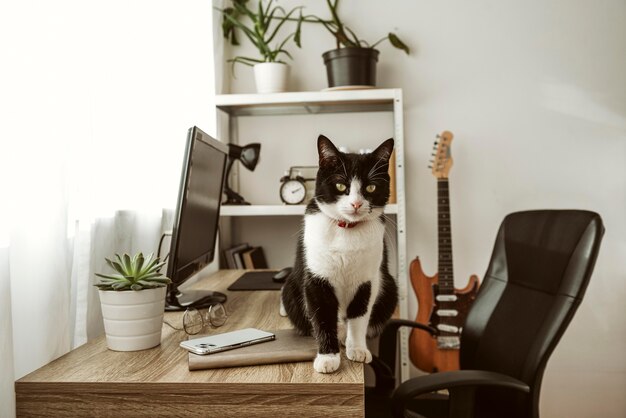 屋内の机の上を歩く正面図の猫