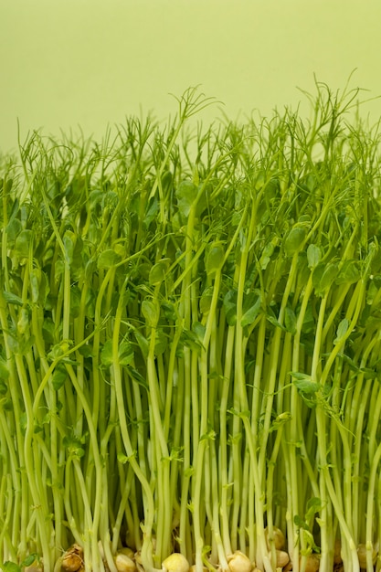 Front view of chickpeas