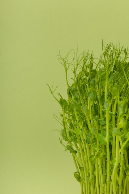 Front view of chickpeas