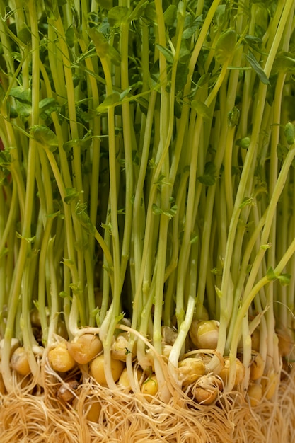 Front view of chickpeas