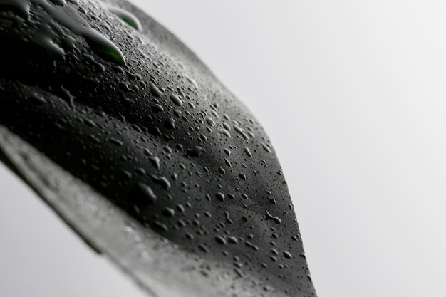 Front view of clear liquid drops on leaf surface