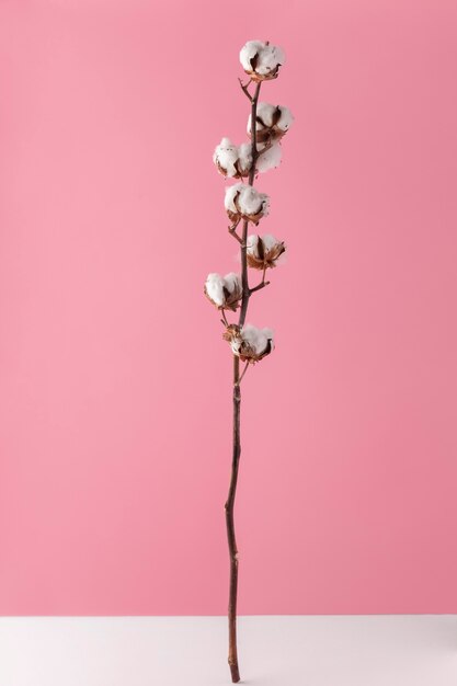 Front view of cotton flowers