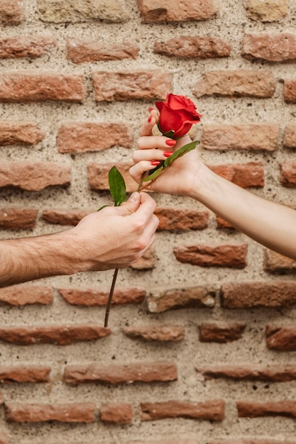 Free photo front view of couple hands holding rose