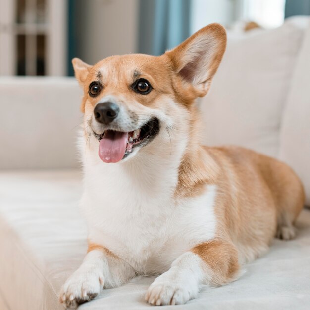 Вид спереди милая собака на диване у себя дома