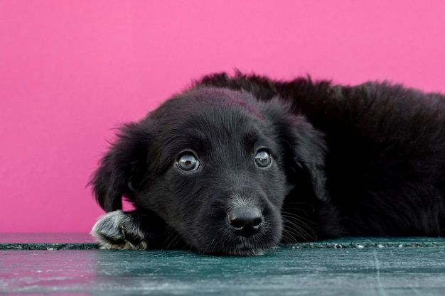 正面に座っているかわいい犬