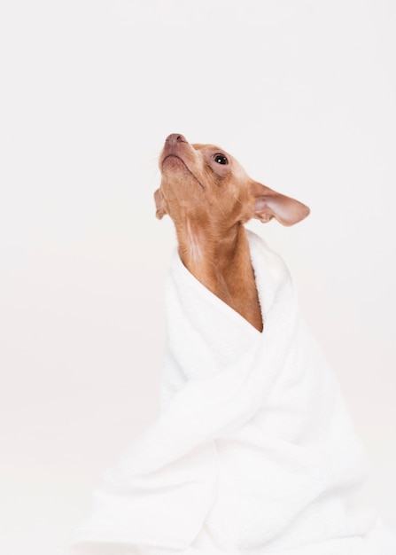 Free photo front view cute dog sitting in towel