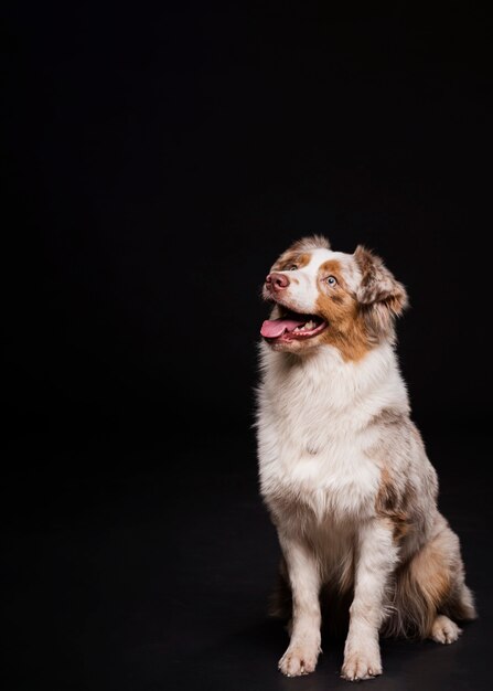 正面に座っているかわいい犬