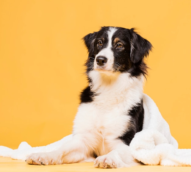 正面に座っているかわいい犬