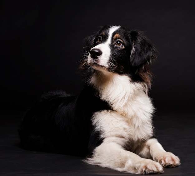 正面に座っているかわいい犬