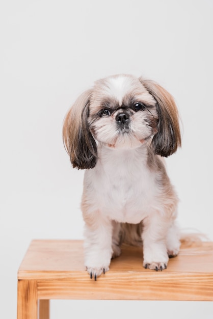 正面に座っているかわいい犬