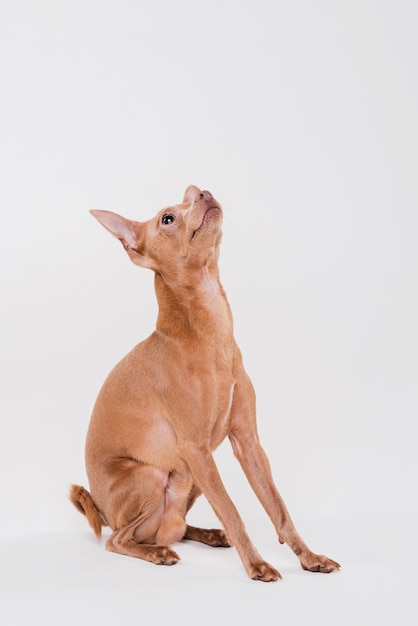 正面に座っているかわいい犬