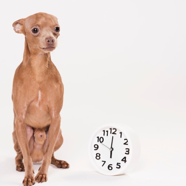 Foto gratuita seduta di cane carino vista frontale