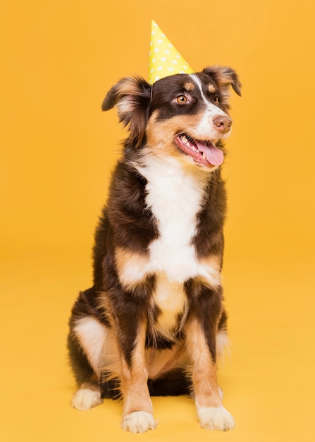 正面に座っているかわいい犬