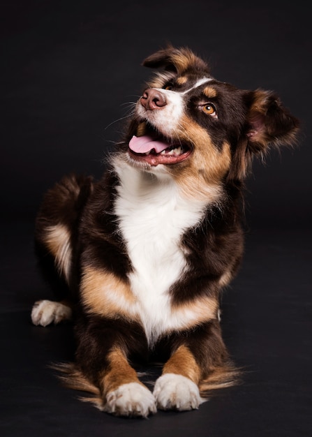 正面に座っているかわいい犬