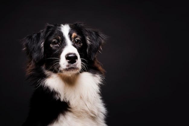 正面に立っているかわいい犬