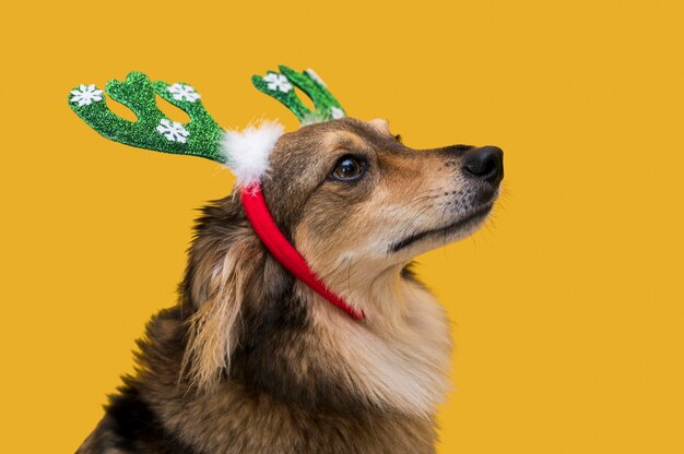 Front view of cute dog with christmas concept