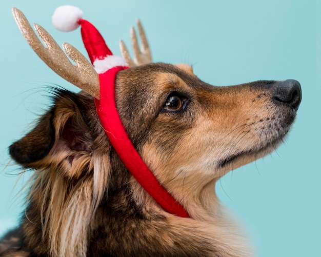 Front view of cute dog with christmas concept