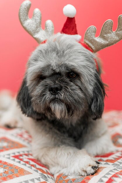 Front view of cute dog with christmas concept