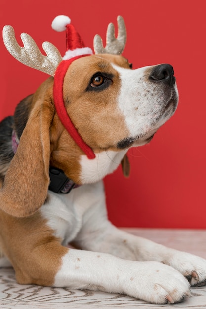 クリスマスのコンセプトを持つかわいい犬の正面図