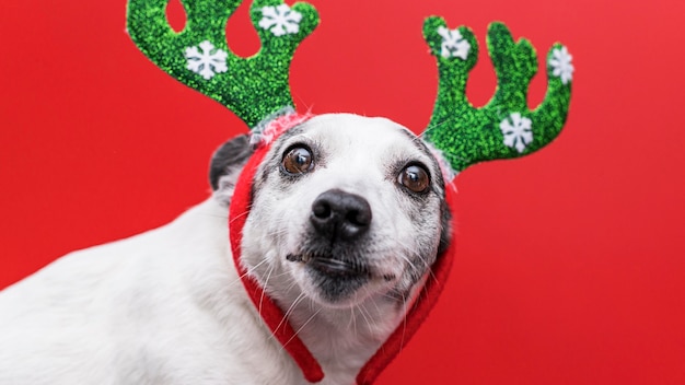 Front view of cute dog with christmas concept