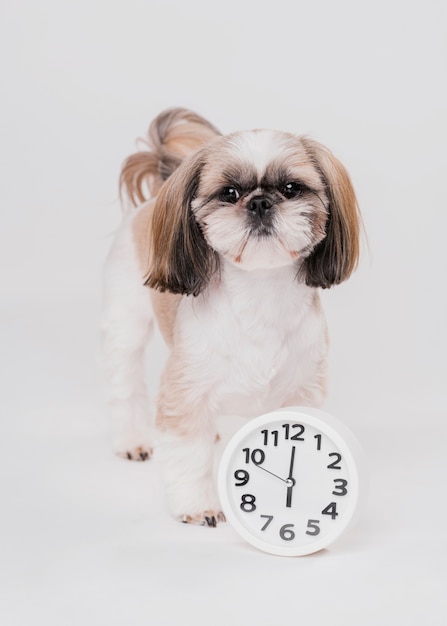 Front view cute dog with clock