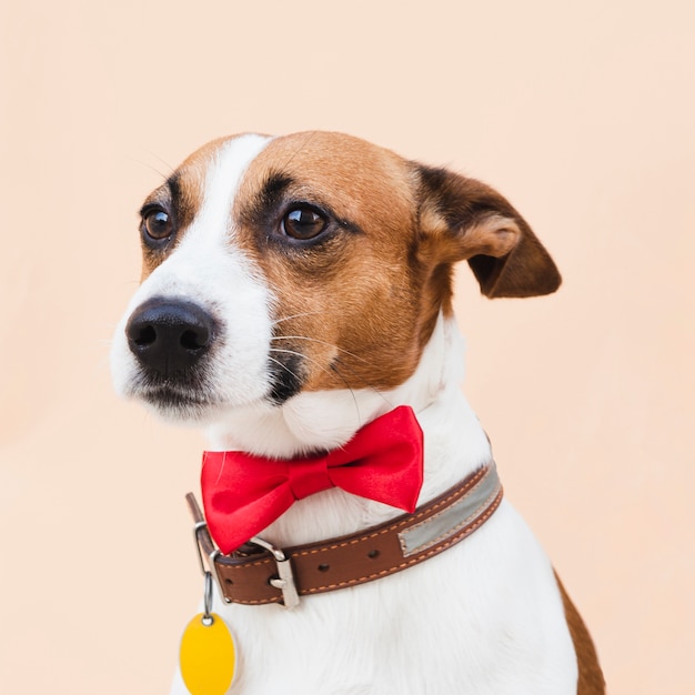 Foto gratuita cane sveglio di vista frontale con l'arco rosso