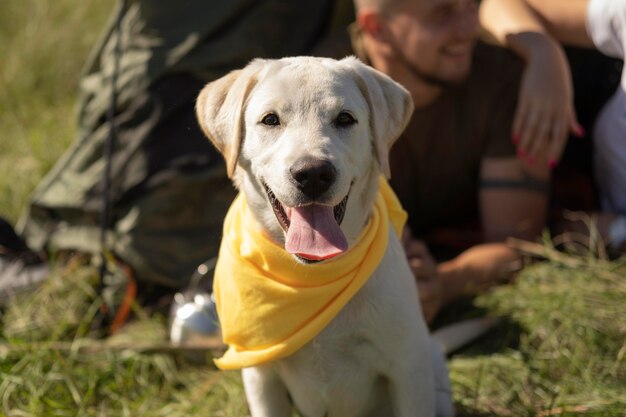 黄色いバンダナと正面図かわいい犬