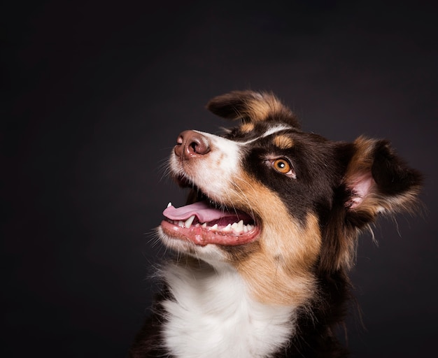 正面のかわいい犬