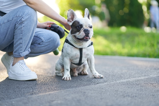 Front view of cute male french bulldog sitting on road and looking aside. Unrecognizable female owner holding pet using leash, having rest nearby in city park. Domestic animals, pets concept.