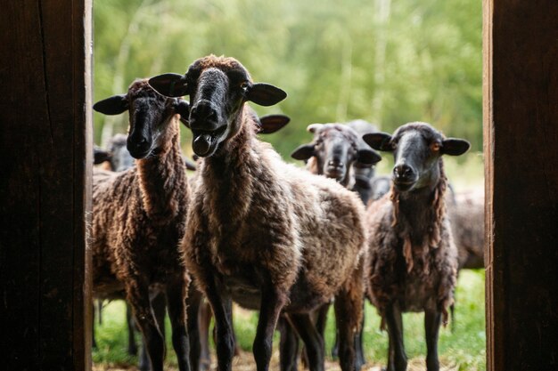 Front view cute sheep herd entering barn