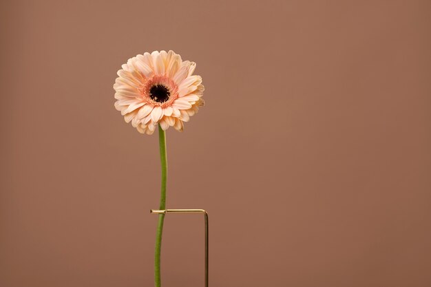 Front view of daisy flower on a stand with copy space