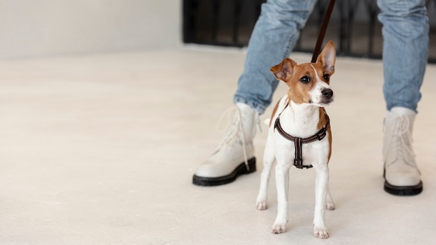 Front view of dog on a leash