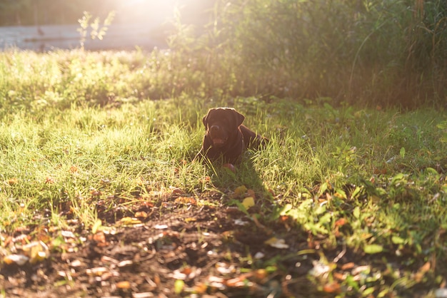 Front view of dog lying on grass in park