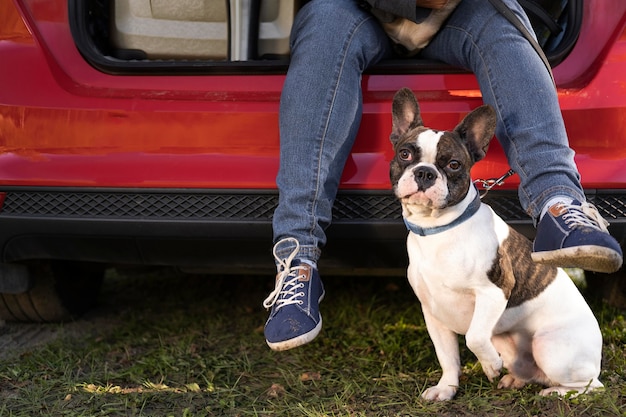 車の横に座っている正面図の犬