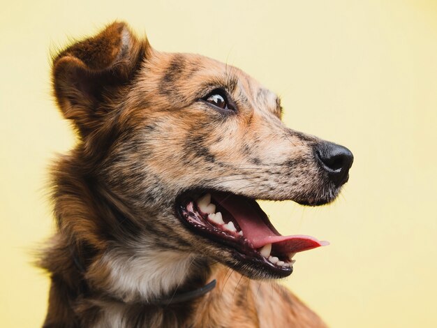 離れて見て舌で正面の犬