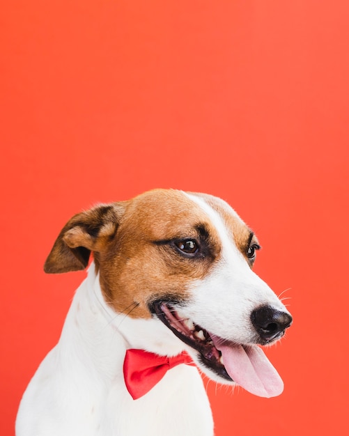 Вид спереди собака с языком и красным бантом
