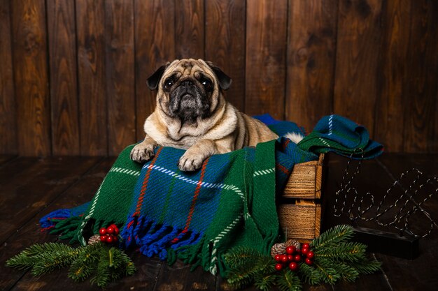 Front view dog in wooden casket with christmas decorations beside