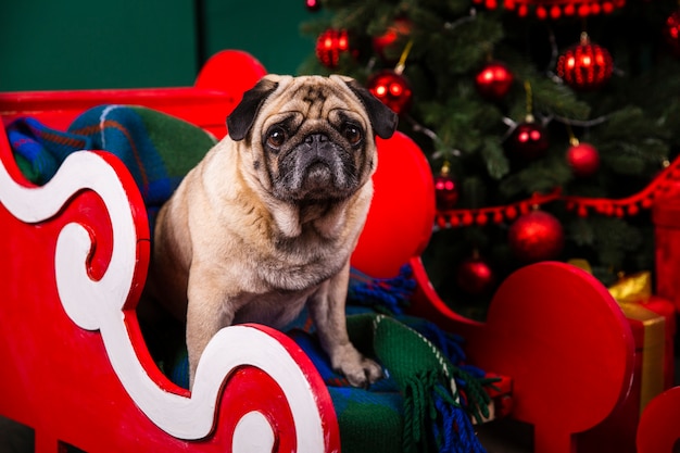 Foto gratuita cane domestico di vista frontale nel gioco di abilità di santa