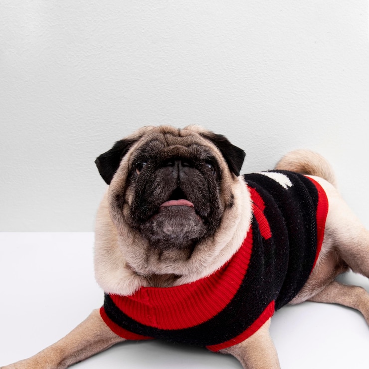 無料Photo 服を着て正面図飼い犬